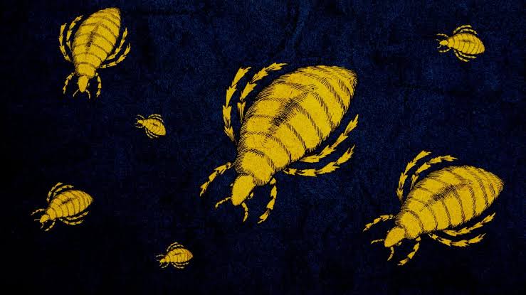 Grim ‘Victorian Disease’ Flea-Borne Typhus Makes Alarming Comeback in U.S.