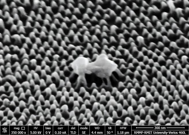 New plastic film covered in thousands of tiny pillars can tear apart viruses on contact