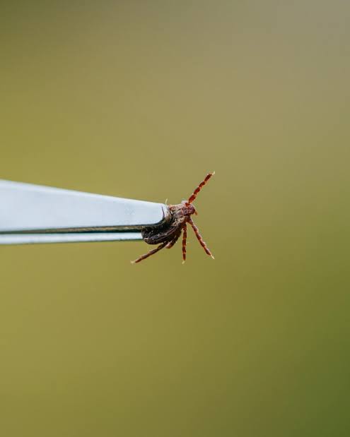 How to tick-proof your yard