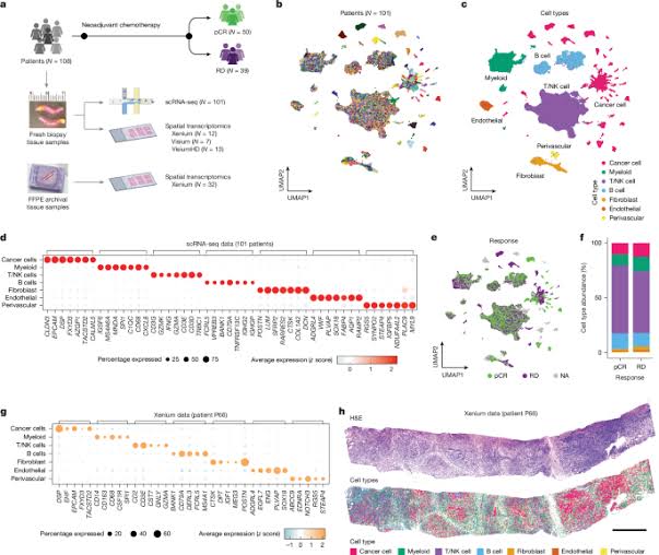 Ecotypes of triple-negative breast cancer in response to chemotherapy