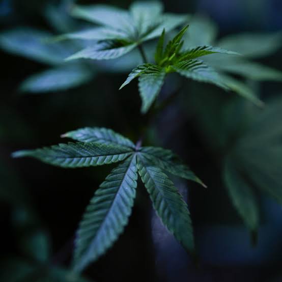 Medical marijuana should not be recommended for PTSD, anxiety, or depression