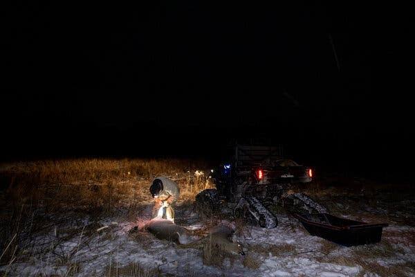 Targeted Hunts Were Supposed to Curb ‘Zombie Deer Disease.’ Now What?