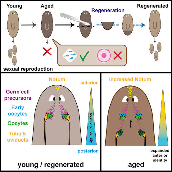 Split shift: A surprising twist in the biology of aging