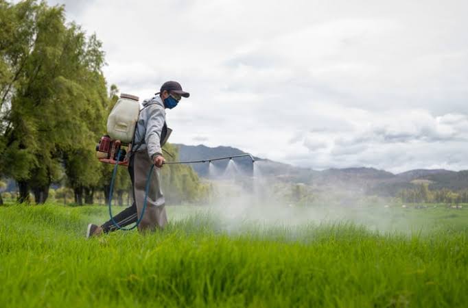 Why are young people getting colon cancer? A common weed killer may be linked, scientists say
