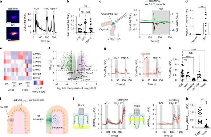 Parasites trigger epithelial cell crosstalk to drive gut–brain signalling