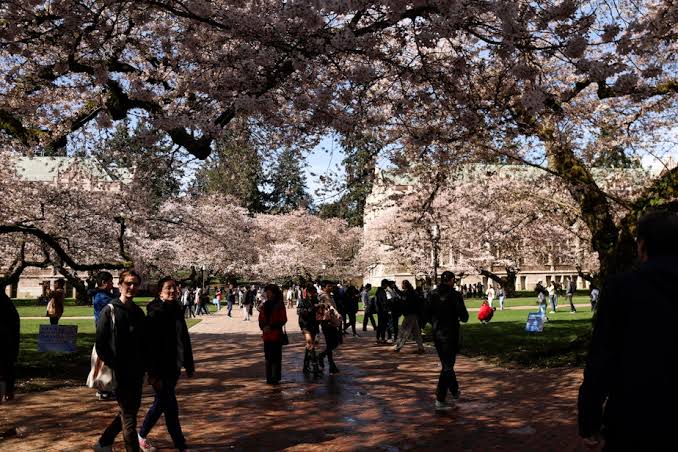 Why allergy season in the Northwest is nothing to sneeze at