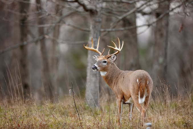 Chronic wasting disease confirmed in white-tailed deer in Noble County