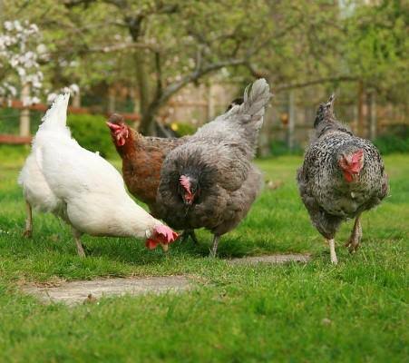 CDC confirms new Salmonella outbreak linked to backyard poultry
