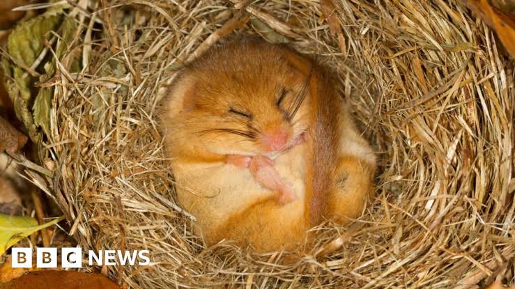 Dozing dormouse found in popped helium balloon in Essex