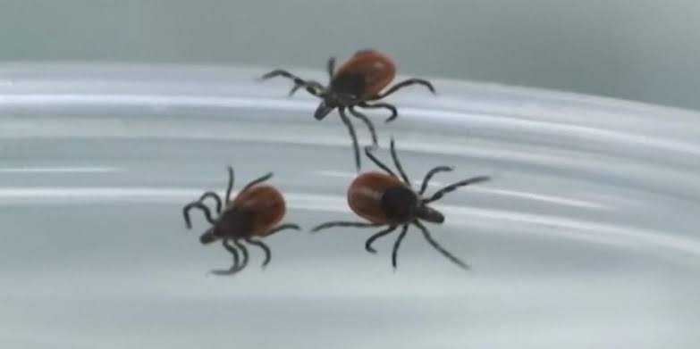 Early tick surge has CDC and pest pros on high alert