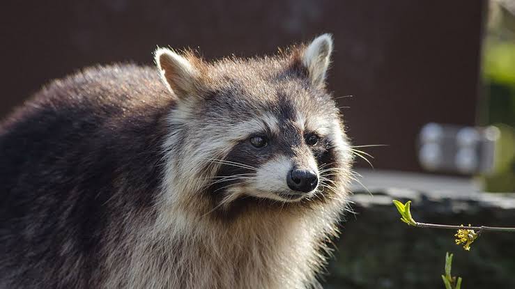 Raccoon captured near Pullen Road in Raleigh tests positive for rabies