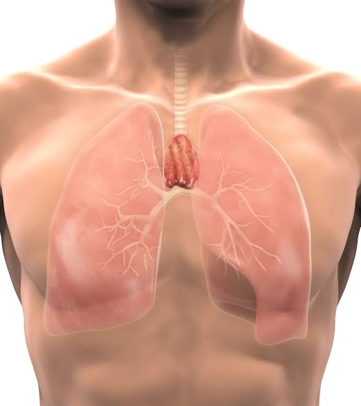 The body’s most mysterious organ may play a key role in longevity and cancer