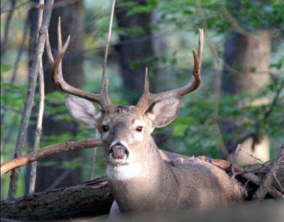 Louisiana’s measures to fight ‘zombie’ deer disease have some hunters up in arms
