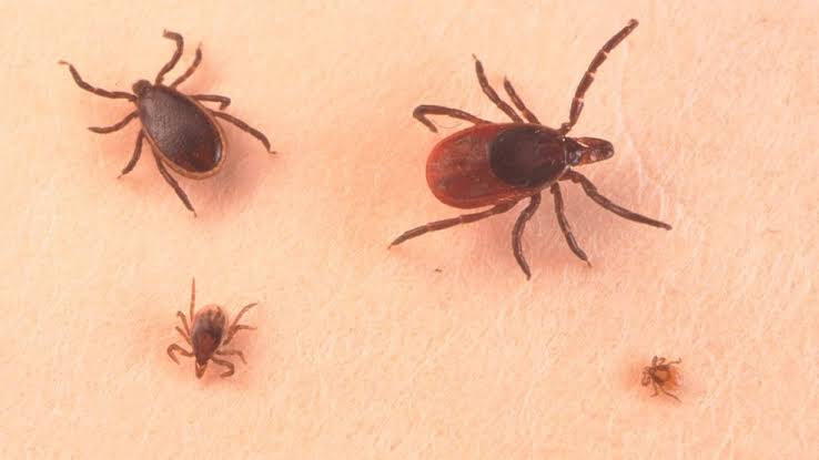 Tick bites and Lyme disease cases rise in Northeast Wisconsin as tick season begins