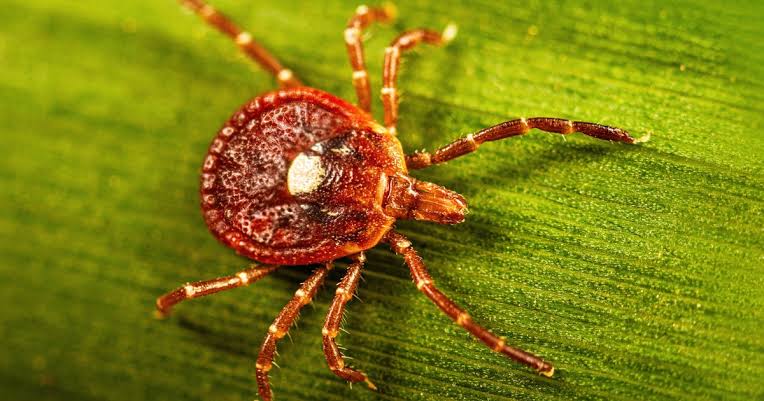 Alpha-gal syndrome from Lone Star tick bites "an emerging public health concern in Massachusetts"