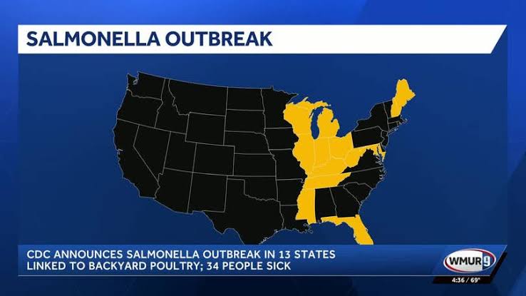 CDC investigates Salmonella outbreak linked to backyard poultry across 13 states