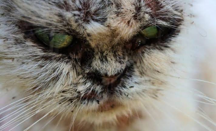 A Flesh-Eating Fungus Spreading from Cats to Humans Has Been Detected, and It's Expanding Fast