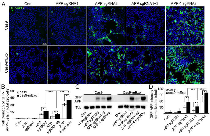 CRISPR takes a bold leap toward silencing Down syndrome's extra chromosome