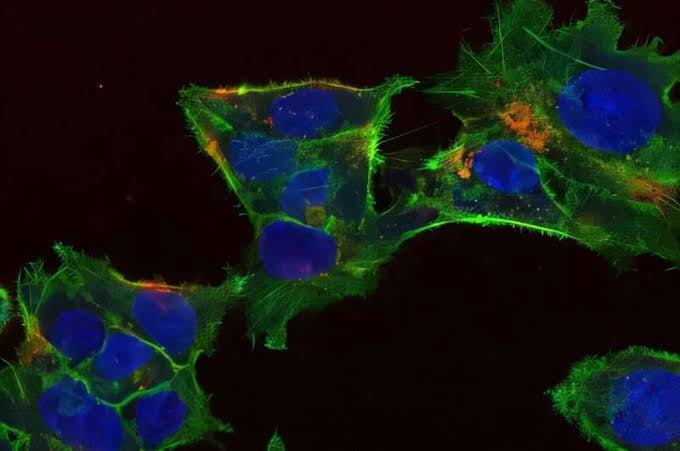 Nanoparticles can genetically modify several human cell types