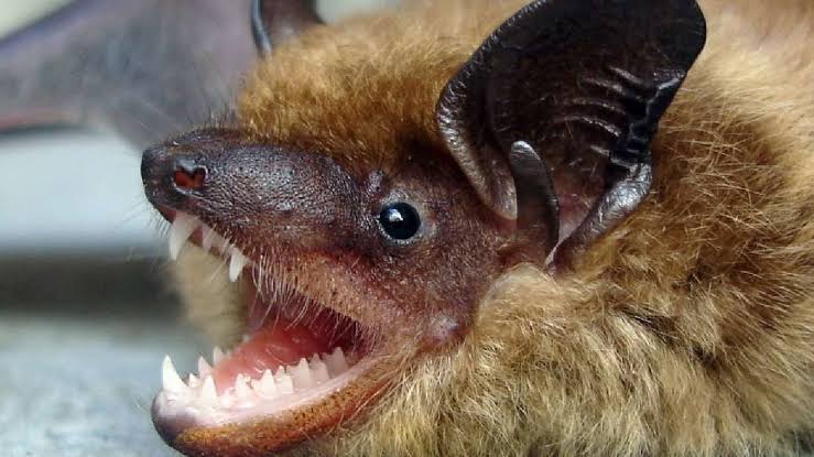 Public warned after bat tests positive for rabies in southern Utah