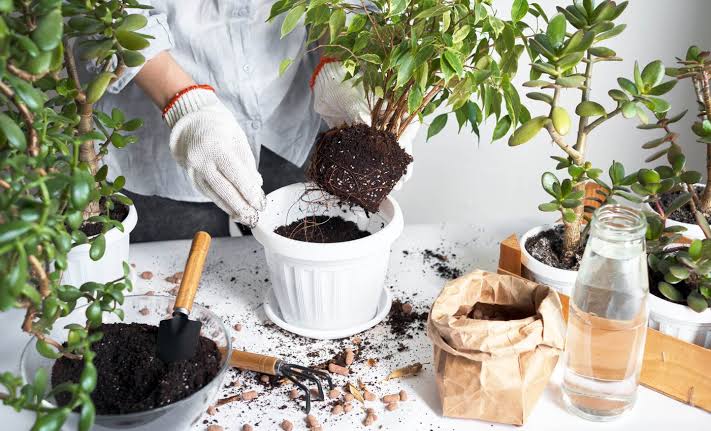 Common kitchen waste product makes plants grow taller and stronger, outperforming most fertilizers