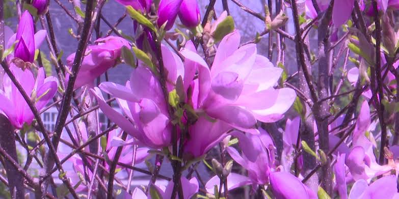 How to find relief during allergy season in Michiana