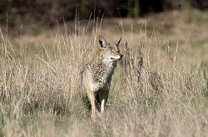 Parasitic tapeworm—a risk to domestic dogs and humans—found in Washington coyotes