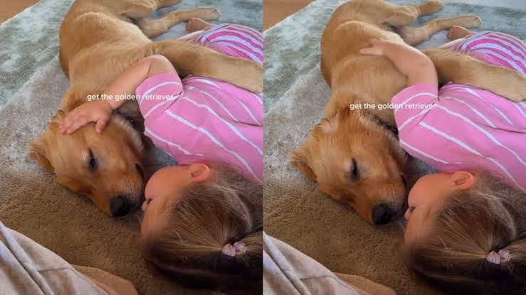 Golden Retriever Puppy Relaxes as Little Girl Gives Him Gentle Pets