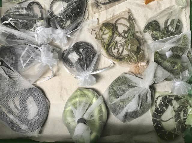 The longer a species stays in the wildlife trade, the more likely it can spread disease to humans. Study explains why