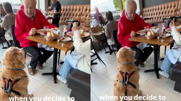 Owner Catches Golden Retriever Crashing Couple’s Date