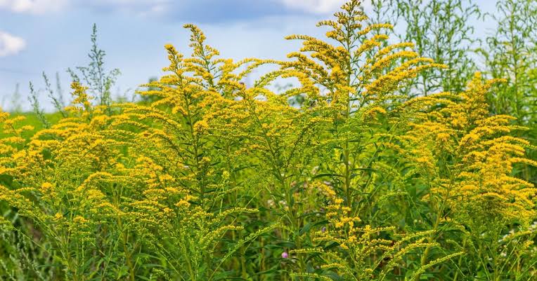 Allergy season in Colorado off to an early start; health expert offers tips on how to manage them