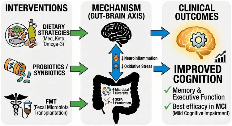 Boosting good gut bacteria population through targeted interventions may slow cognitive decline