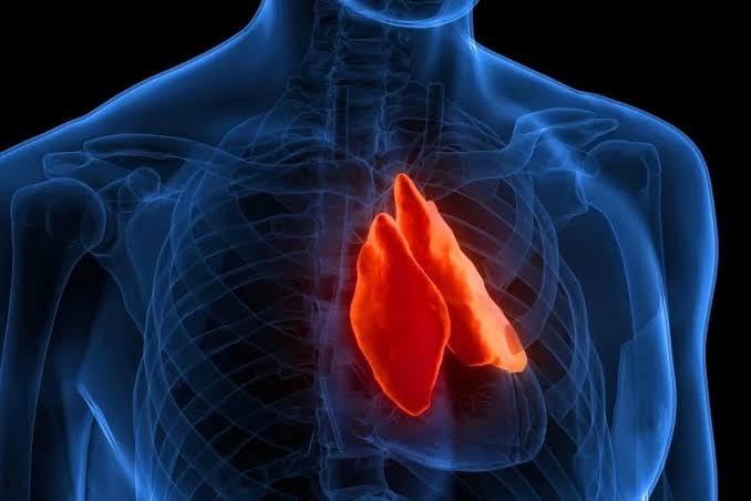 Mah Rabu Maasecha Hashem: What New Research on the Thymus Reveals