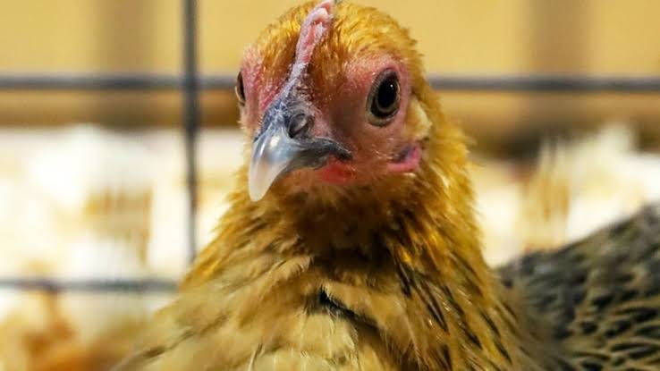 Chattanooga weighs in on national rise of anti-biotic salmonella cases
