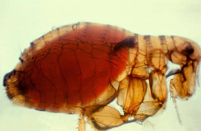 Health Officials Warn of Flea-Borne Typhus That Sends 90% of Infected People to the Hospital