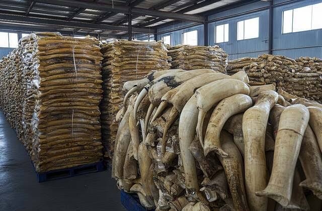 Wildlife Trade Tied To Higher Risk of Diseases Spreading to Humans