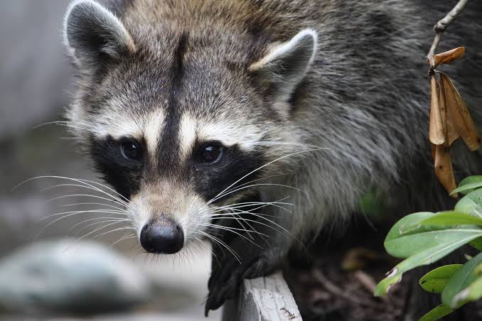 6 animals test positive for rabies in RI