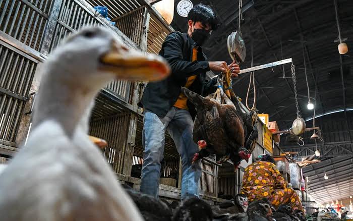 Trafficked animals more likely to share pathogens with humans, says study