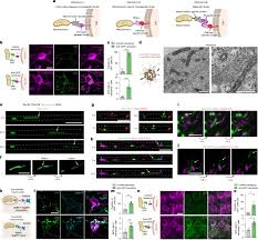 Cell-type-targeted mitochondrial transplantation rescues cell degeneration