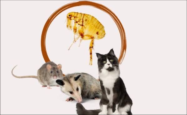 Tag : Record Number of Flea-Borne Typhus Cases Reported in L.A. County