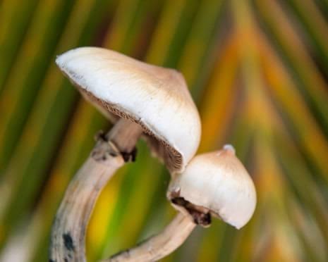 Single dose of magic mushroom psychedelic can cause anatomical brain changes, study finds