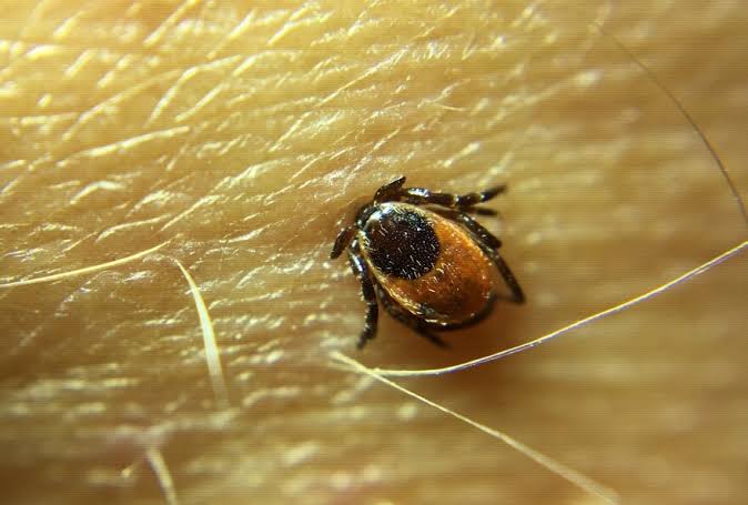 It’s tick season in New England. Here’s how to stay safe.