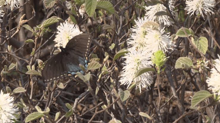 Ballad Health provider shares tips to fight seasonal allergies