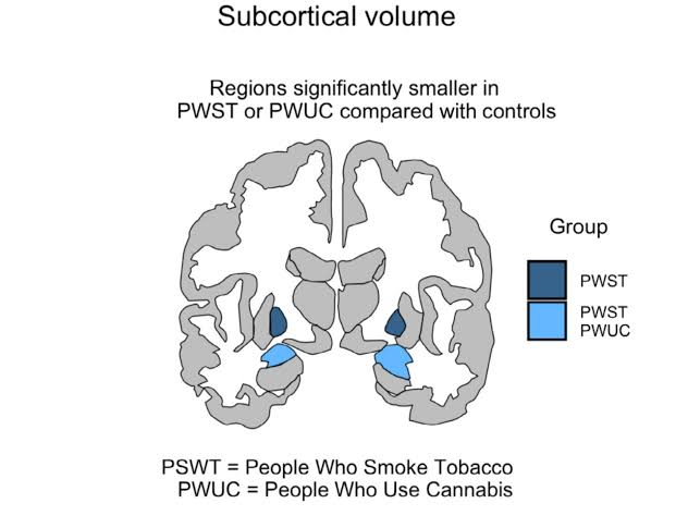 Cannabis and tobacco use linked to smaller brain volume