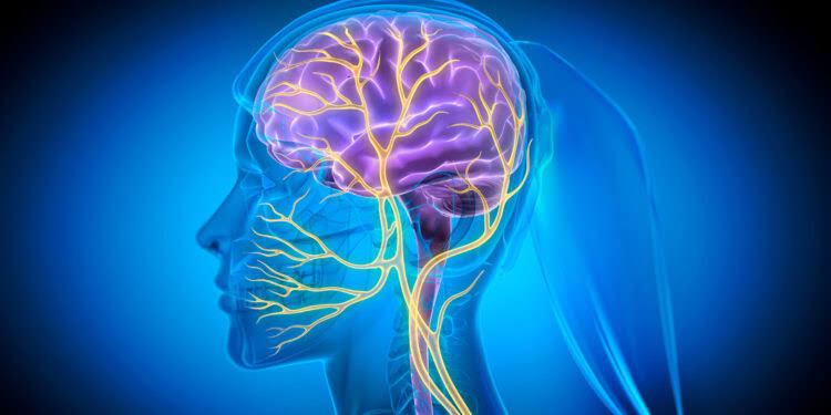 How stimulating the vagus nerve could protect the brain from Alzheimer’s disease