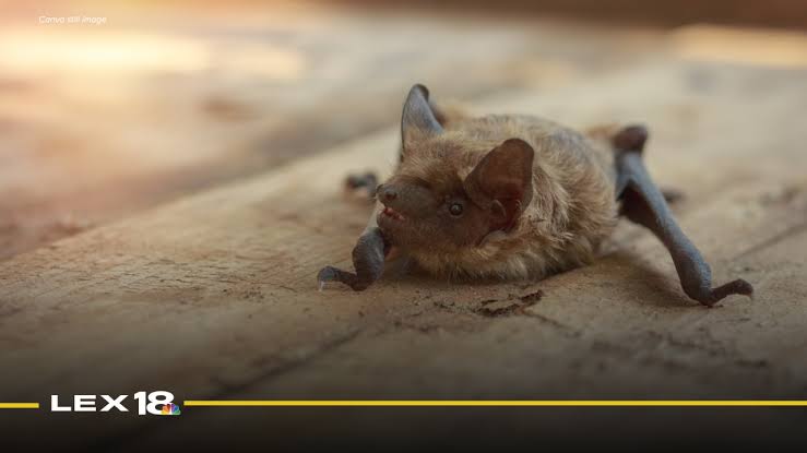 LFCHD confirms bat with rabies found in basement of Lexington home