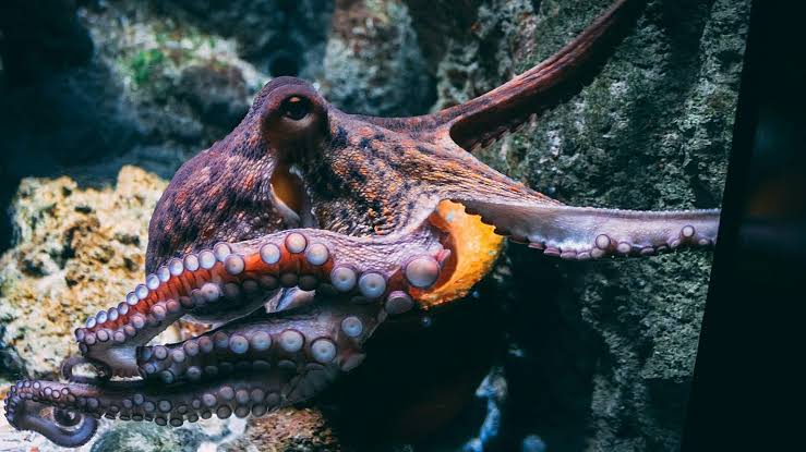 How octopuses have sex without even seeing each other