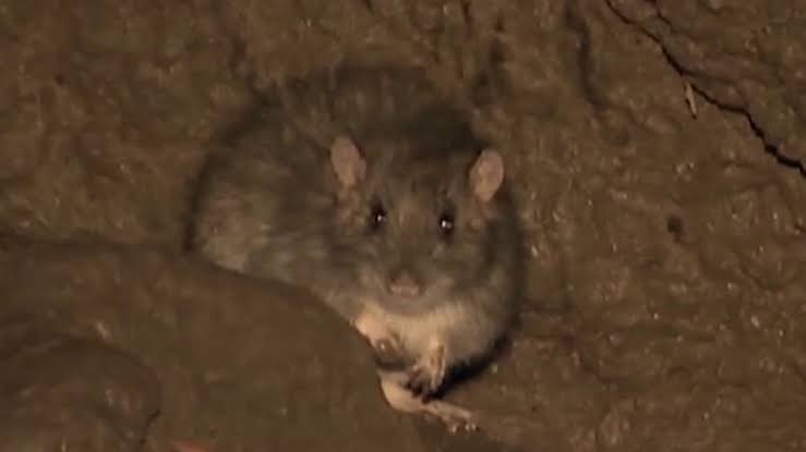 Hantavirus: San Antonio infectious disease doctor explains rodent-borne illness, symptoms, spread, prevention