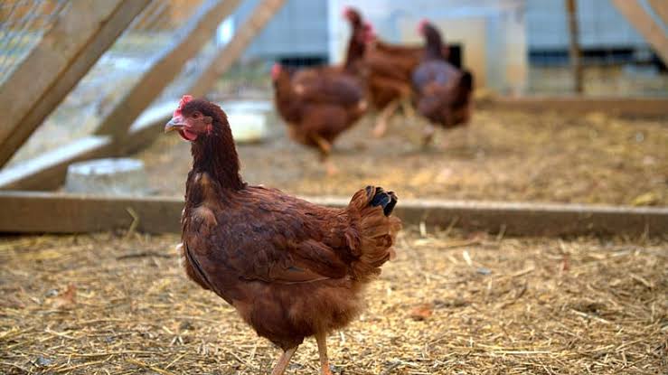 Drug-Resistant Salmonella Surfaces Risk of Backyard Poultry