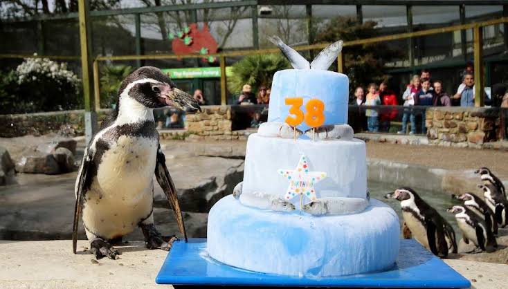 Celebrating with a Cake Topped with Fish, World’s Oldest Penguin Turns 38